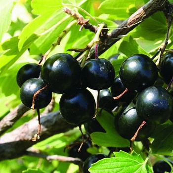 Смородина золотистая Мускат Смородина золотистая Мускат