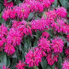 Монарда двойчатая Balmy Rose