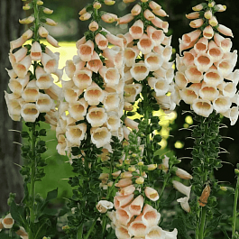 Наперстянка пурпурная Dalmatian Peach