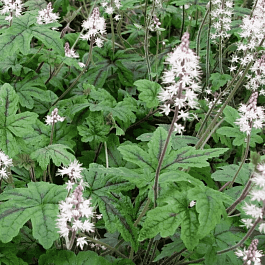 Тиарелла Happy Trail