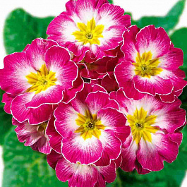 Примула Hethor Rose Flame