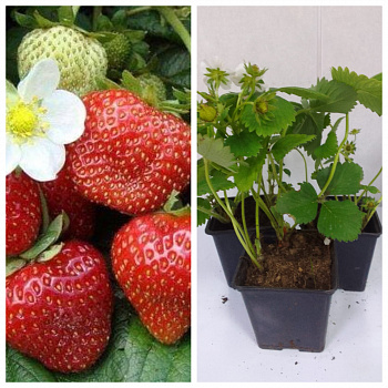 Земляника садовая Кент НАБОР 3ШТ