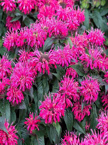 Монарда двойчатая Balmy Rose