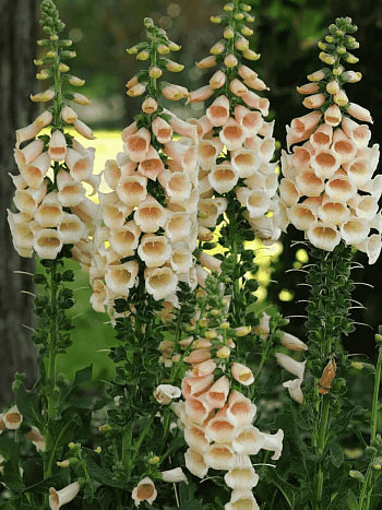 Наперстянка пурпурная Dalmatian Peach