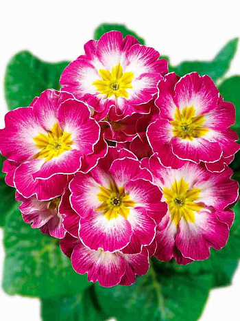 Примула Hethor Rose Flame