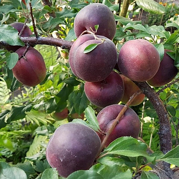 Шарафуга (гибрид) Белла Рояль