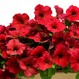 Петуния ампельная F1 Изи Вейв	Ред Петуния ампельная F1 Изи Вейв	Ред