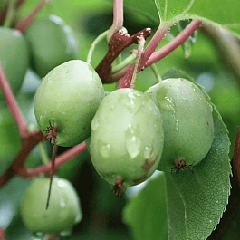 Актинидия Аргута  Issai