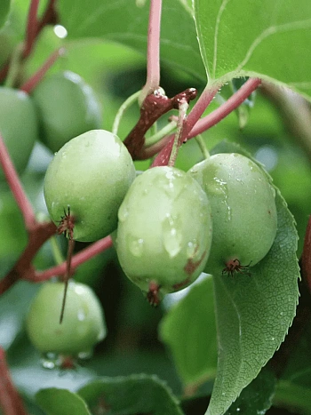 Актинидия Аргута  Issai