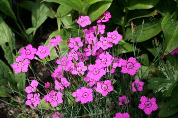 Гвоздика Травянка Confetti Deep Rose