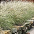 Ковыль тончайший Пушистое Облако