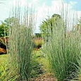 Схизахириум метельчатый Prairie Blues