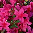 Азалия японская Toreador