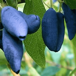 Жимолость сьедобная Голубое Веретено