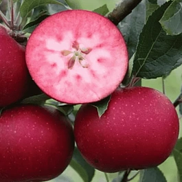 Яблоня Розетта