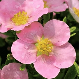 Лапчатка кустарниковая True Pink