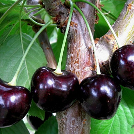 Вишня обыкновенная Путинка