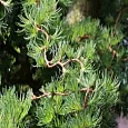 Лиственница европейская Diana