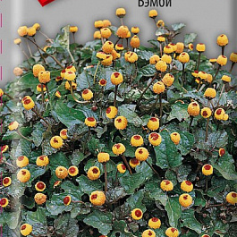 Спилантес Бэмби