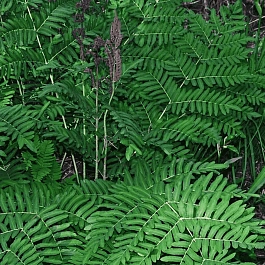 Чистоуст величавый Japonicum