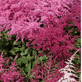 Астильба Арендса Bunter Zauber