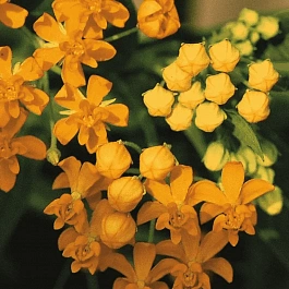 Ваточник Кюрасавский Silky Gold