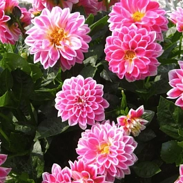 Георгин Dahlietta Surprise Louise