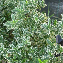 Бересклет японский Альбомаргинатус Бересклет японский Альбомаргинатус