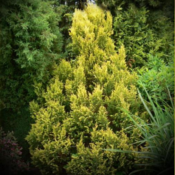 Кипарисовик горохоплодный plumosa aurea