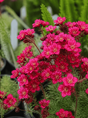 Камнеломка Арендса Marto Hot Rose