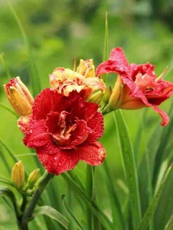 Лилейник Paprika Flame 