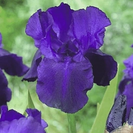 Ирис германский Night Owl