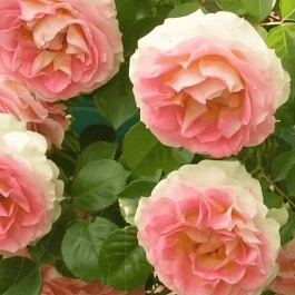 Роза Плетистая Cesar