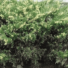 Можжевельник казацкий  Variegata