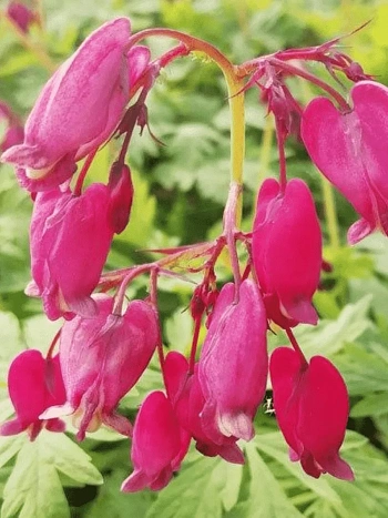 Дицентра изящная Bacchanal