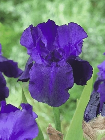 Ирис германский Night Owl