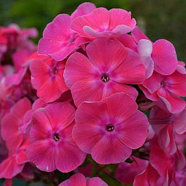 Флокс метельчатый Малина Ранняя