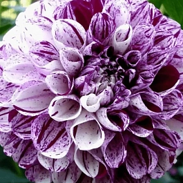 Георгина Marble Ball