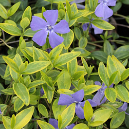 Барвинок малый Вариегата Барвинок малый Вариегата