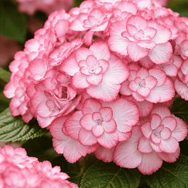 Гортензия крупнолистная You And Me Miss Saori