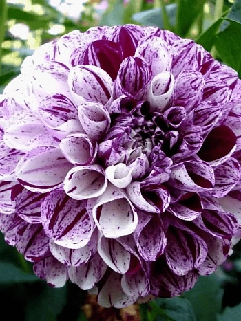 Георгина Marble Ball