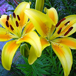 Лилия азиатская Полианна