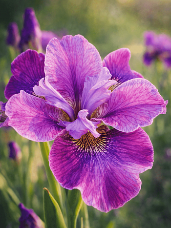 Ирис сибирский Roaring Jelly