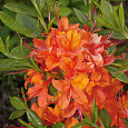 Азалия гибридная Кокцинеа Специоза Азалия гибридная Кокцинеа Специоза