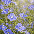 Вероника колосистая Georgia Blue