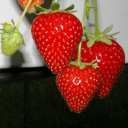 Земляника садовая Моллинг Центенери Земляника садовая Моллинг Центенери