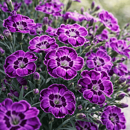 Гвоздика Diantica Violet Blue