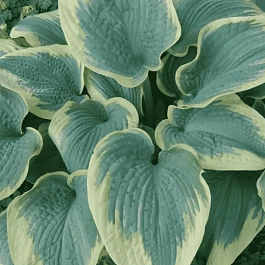 Хоста Robert Frost