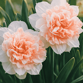 Нарцисс Rosy Cloud