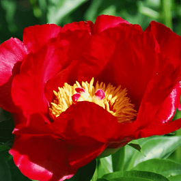 Пион Молочноцветковый Blaze